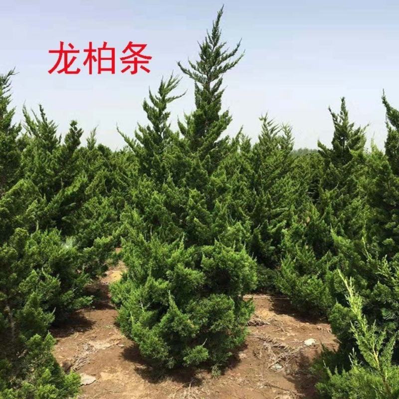 龙柏苗龙柏小苗龙柏树苗绿化苗乔灌木工程苗四季常青耐寒耐荫