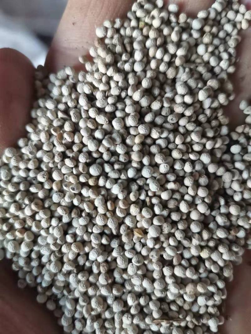 出售各种等级白苏子，出口级别一般净货。实惠货。