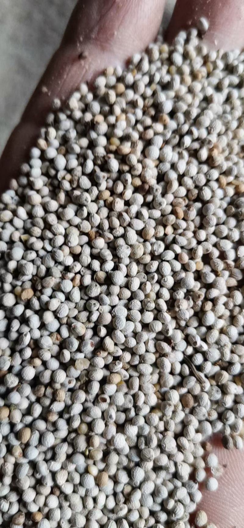 出售各种等级白苏子，出口级别一般净货。实惠货。