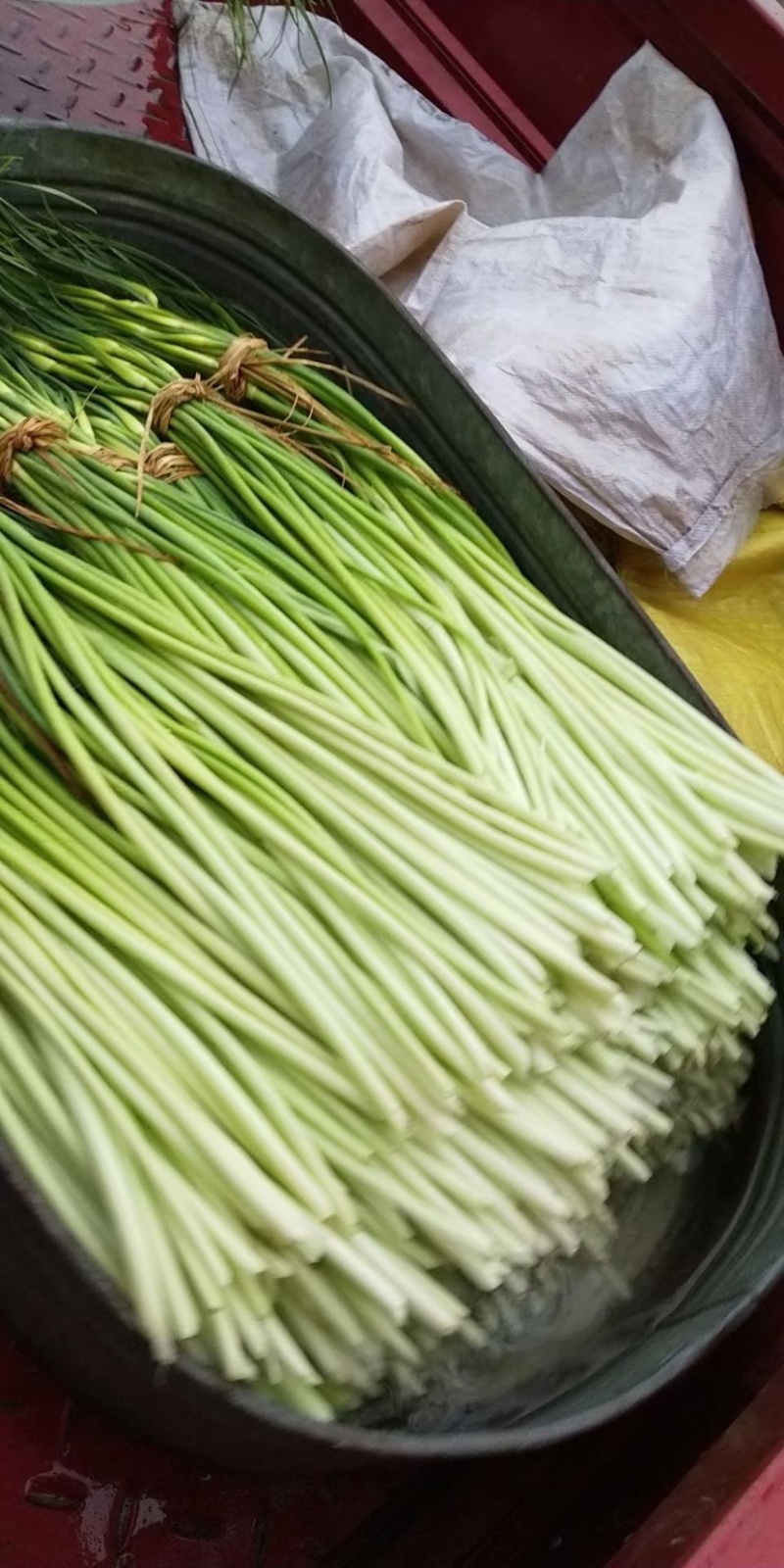 邳州白帽蒜苔大量上市，货源充足、产地直发，保证质量