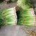 邳州白帽蒜苔大量上市，货源充足、产地直发，保证质量