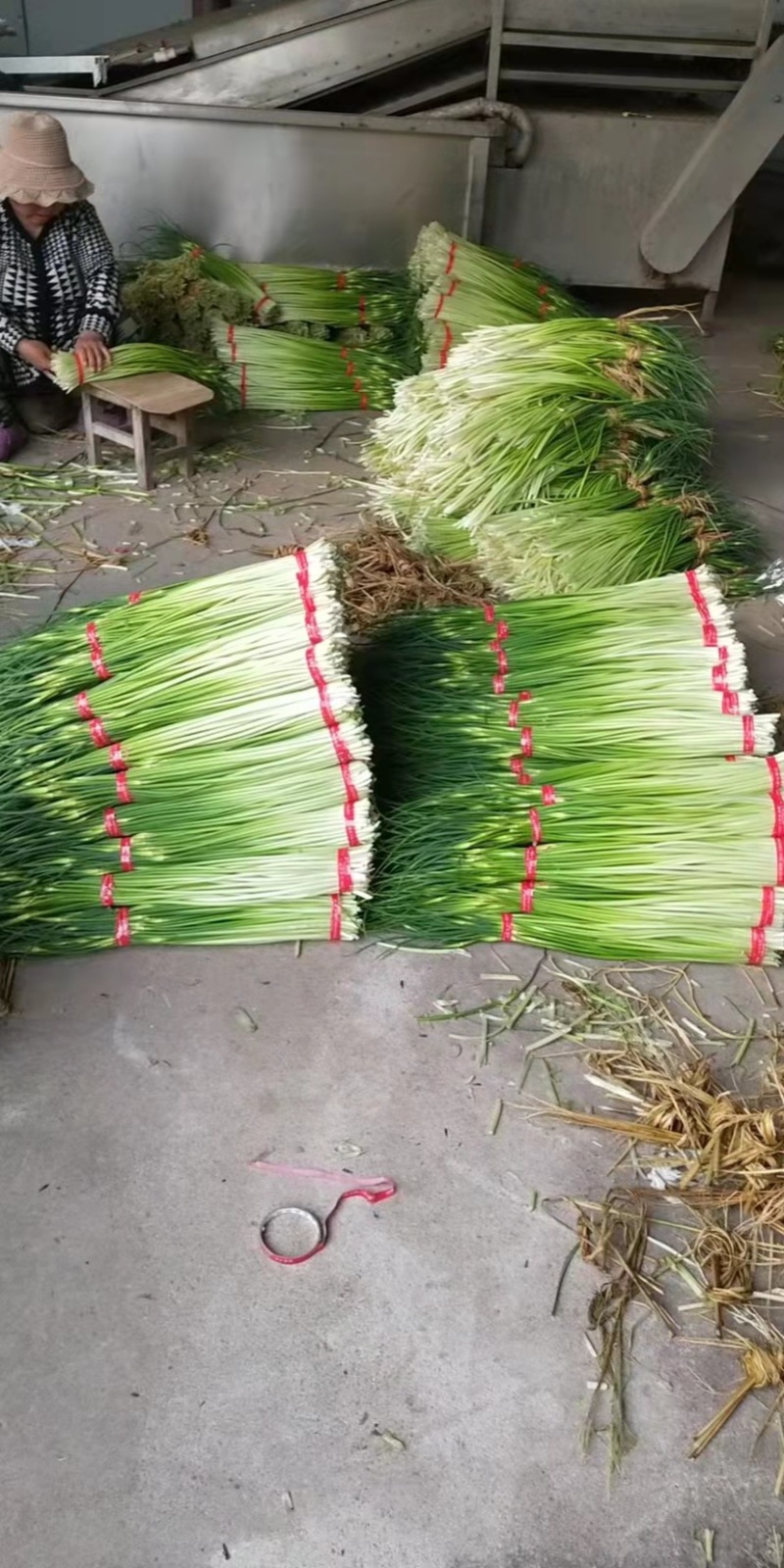 邳州白帽蒜苔大量上市，货源充足、产地直发，保证质量