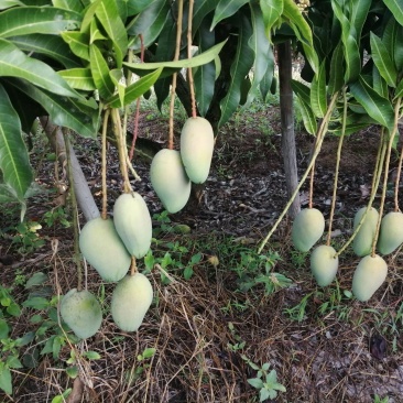 小台芒