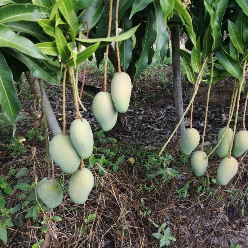 小台芒