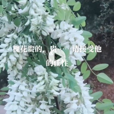 精品槐花，金宝莱合作社上市中
