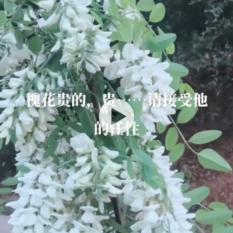 精品槐花，金宝莱合作社上市中