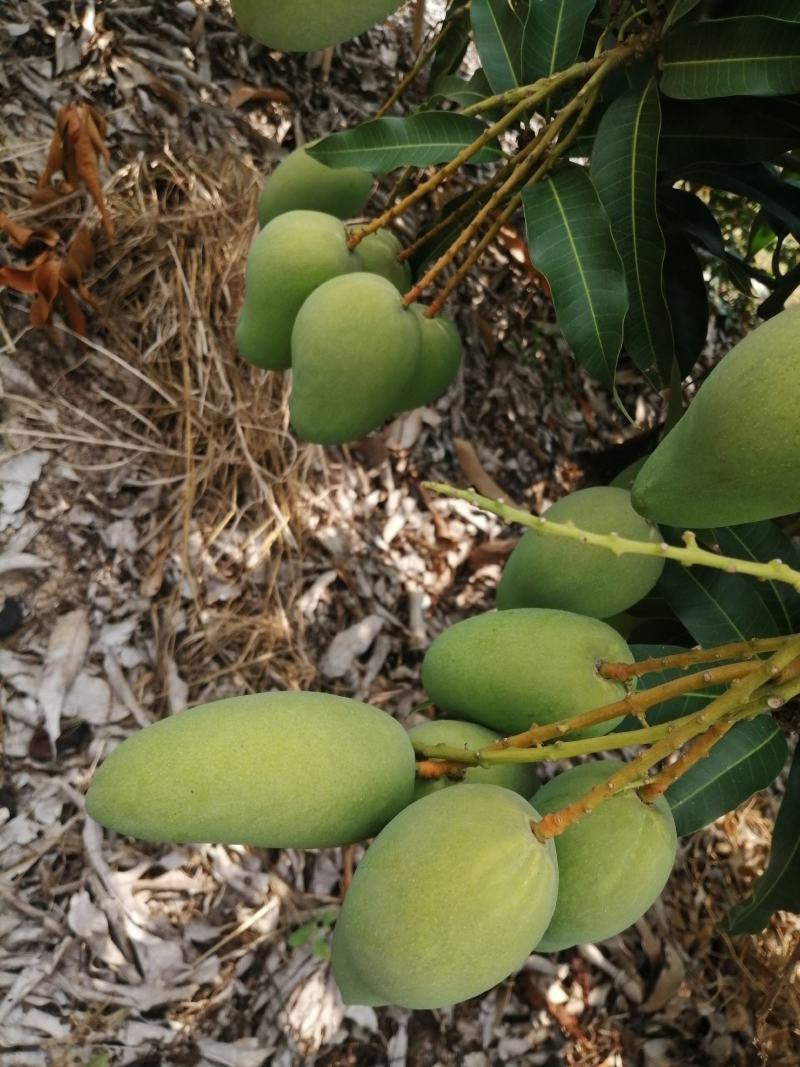 小台芒
