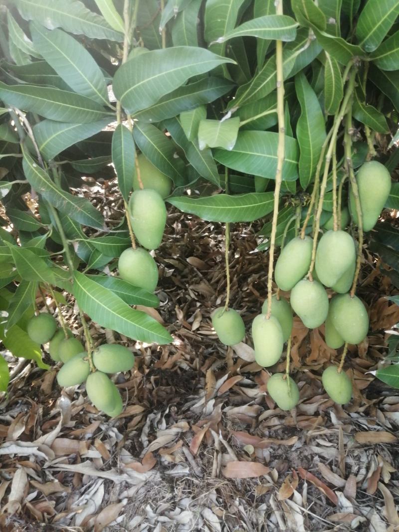 小台芒