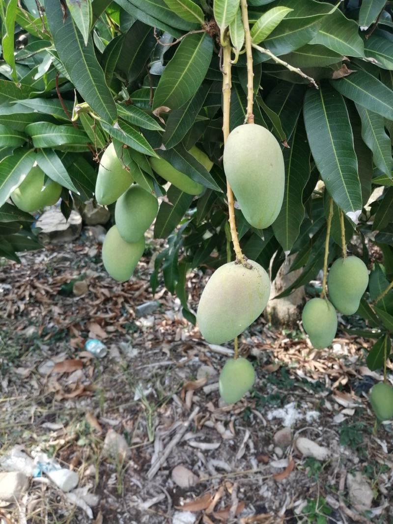 小台芒
