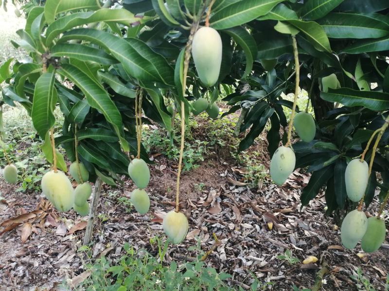 小台芒