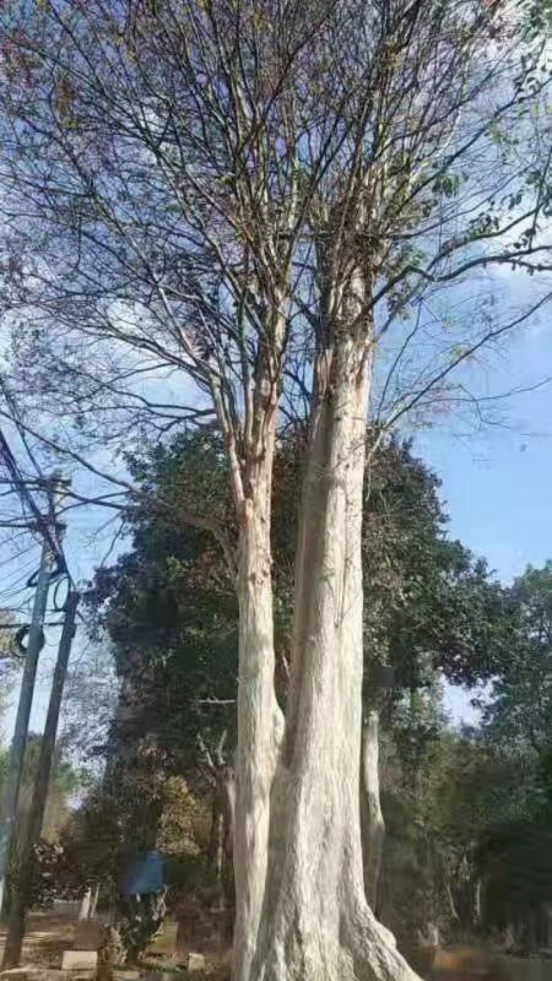 九江诚信苗木