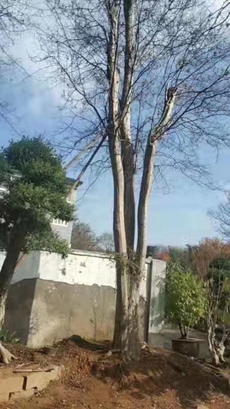 九江诚信苗木