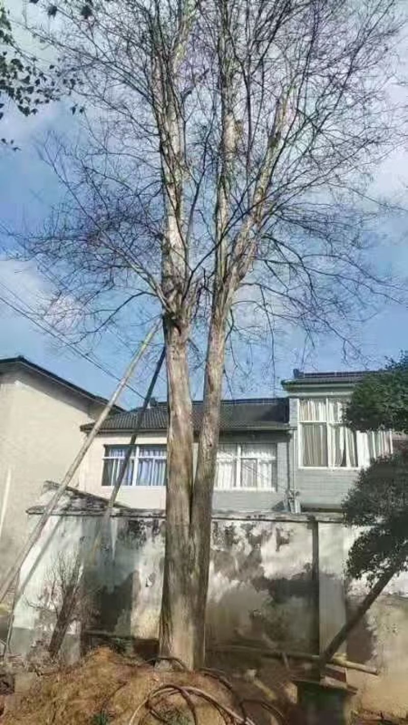 九江诚信苗木