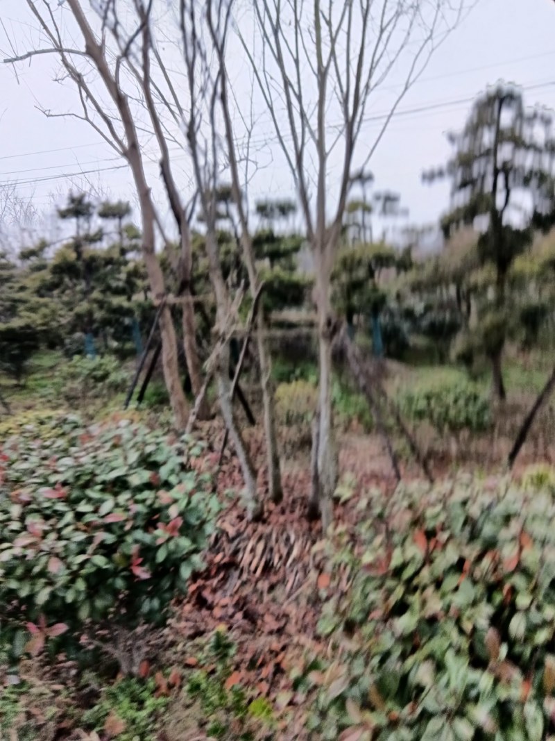 九江诚信苗木