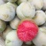 新品种特大青皮红心李子树苗味帝李子苗嫁接苗南方北方种植