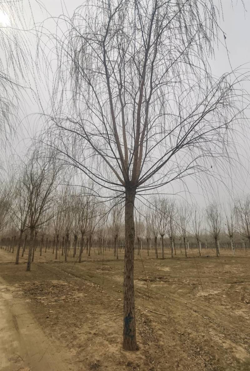 垂柳3-20公分大量销售中价格优惠质量好数量大