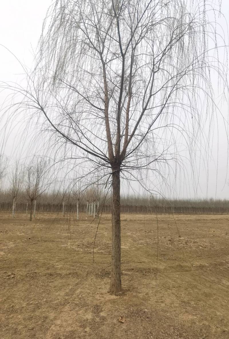 垂柳3-20公分大量销售中价格优惠质量好数量大