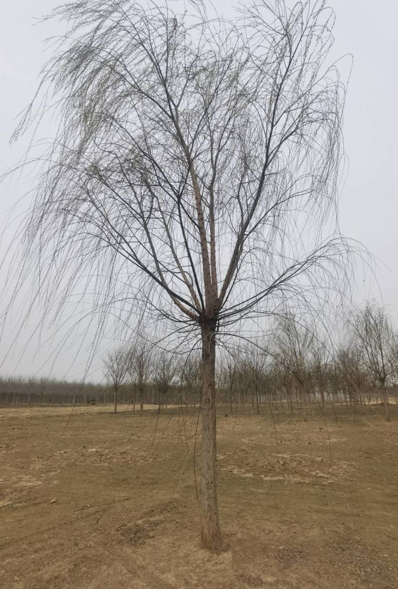 垂柳3-20公分大量销售中价格优惠质量好数量大