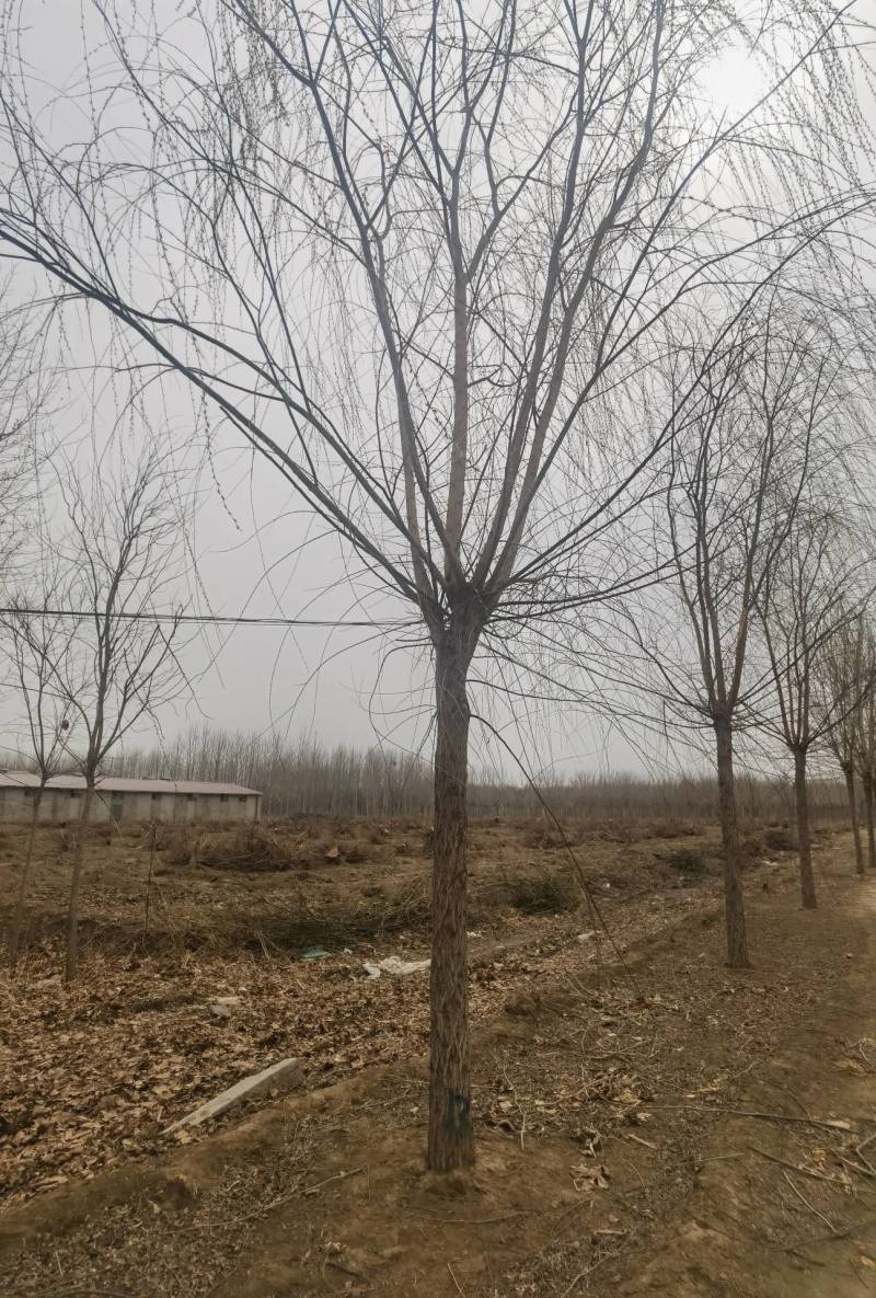 垂柳3-20公分大量销售中价格优惠质量好数量大