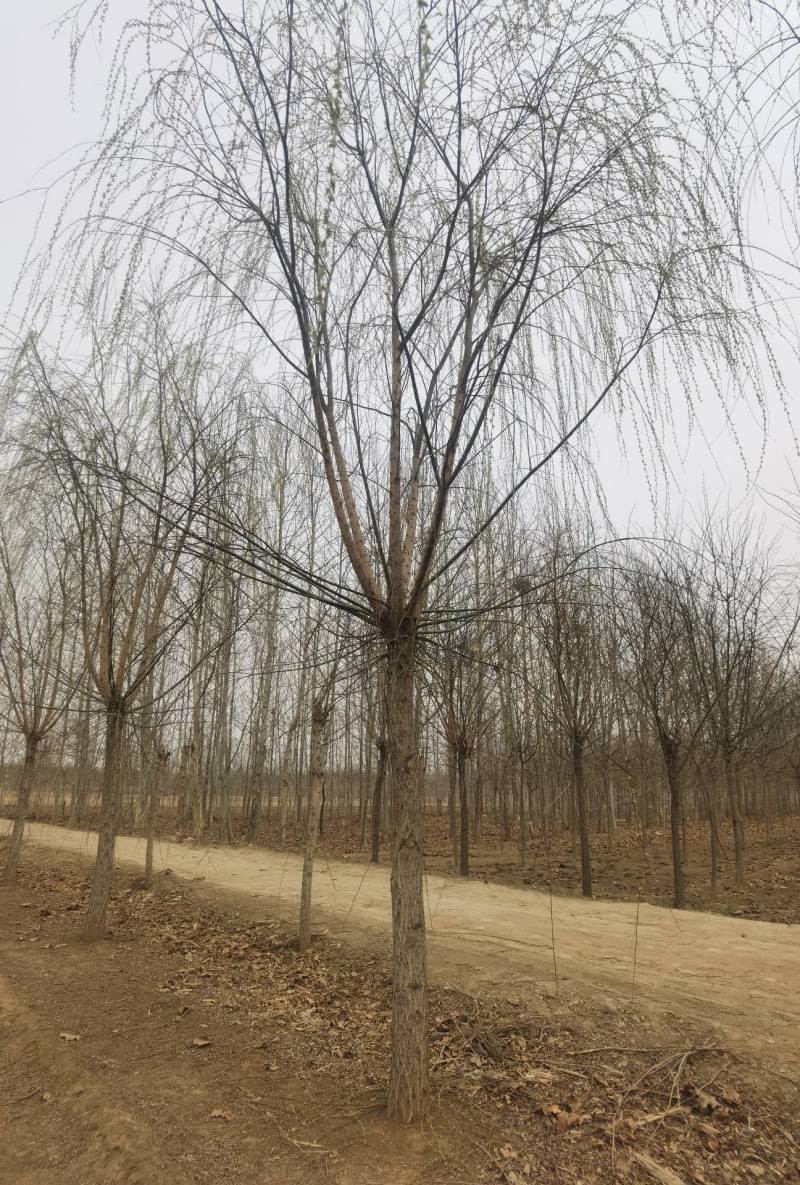 垂柳3-20公分大量销售中价格优惠质量好数量大