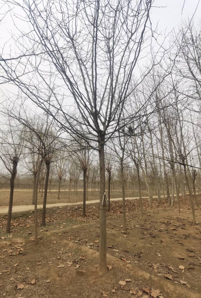 垂柳3-20公分大量销售中价格优惠质量好数量大