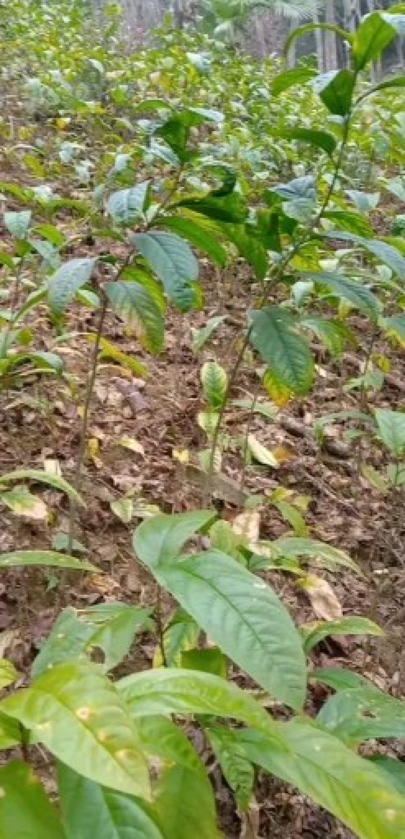 黄花倒水莲，林下种植好品种。