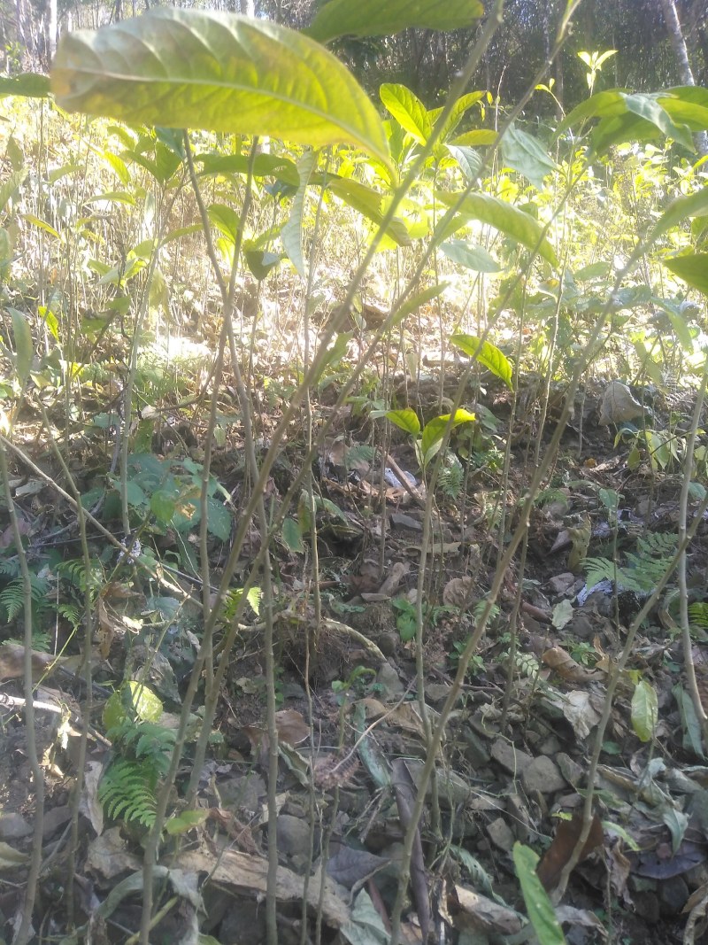 黄花倒水莲，林下种植好品种。