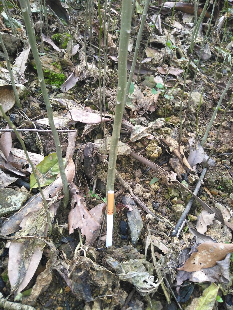 黄花倒水莲，林下种植好品种。