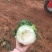 秋绿60白菜上市了，广西秋绿60白菜，货源充足质量保证。