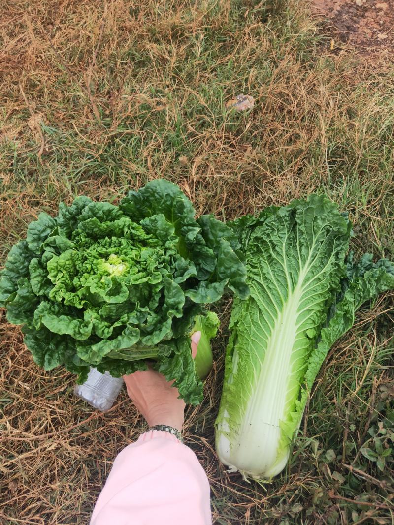 秋绿60白菜上市了，广西秋绿60白菜，货源充足质量保证。