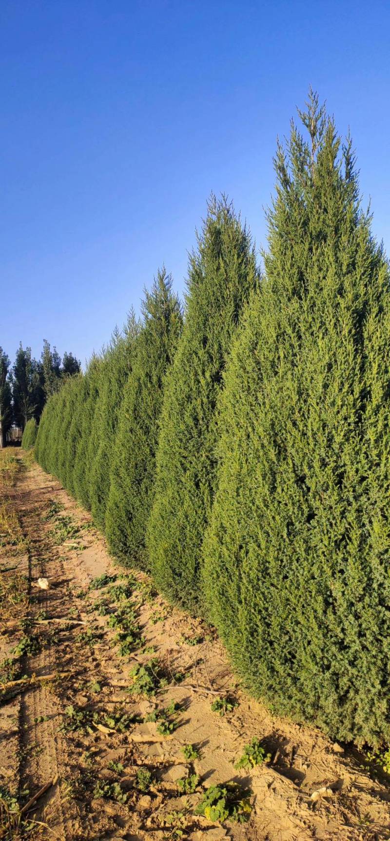 刺柏120/150/180/200/250高度规格齐全