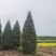 刺柏120/150/180/200/250高度规格齐全