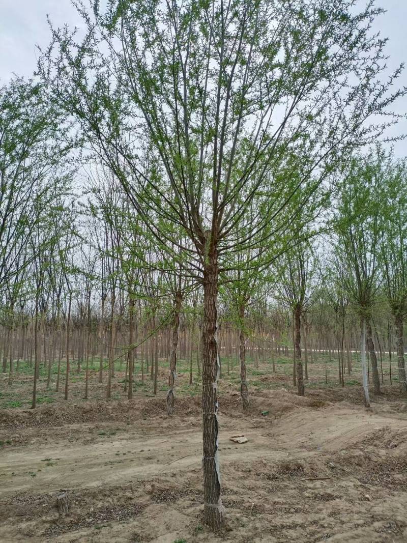 旱快柳11-20公分，大量出售精品旱柳，自家苗圃一手货源