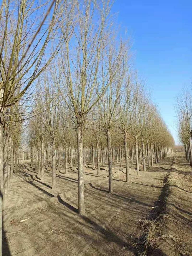旱快柳11-20公分，大量出售精品旱柳，自家苗圃一手货源