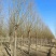 旱快柳11-20公分,大量出售精品旱柳,自家苗圃一手货源