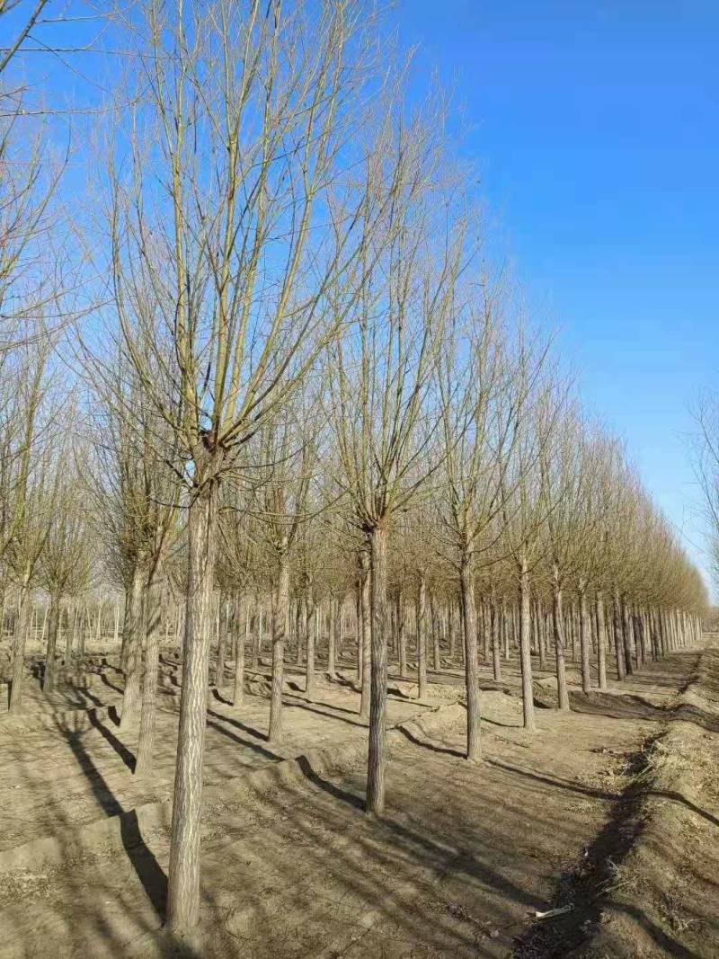 旱快柳11-20公分，大量出售精品旱柳，自家苗圃一手货源