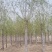 旱快柳11-20公分,大量出售精品旱柳,自家苗圃一手货源