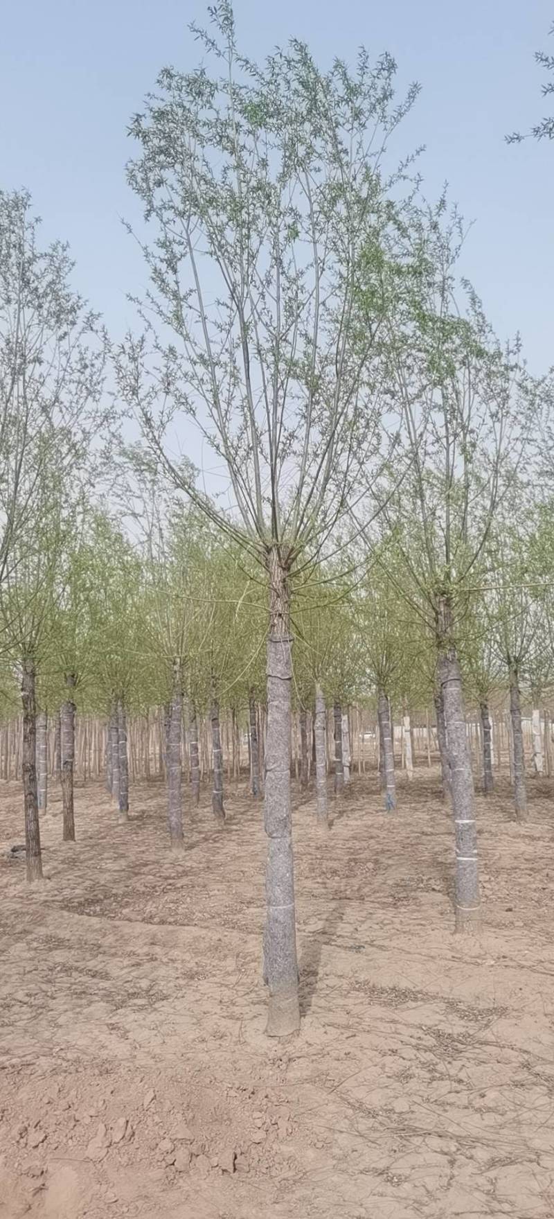 旱快柳11-20公分，大量出售精品旱柳，自家苗圃一手货源