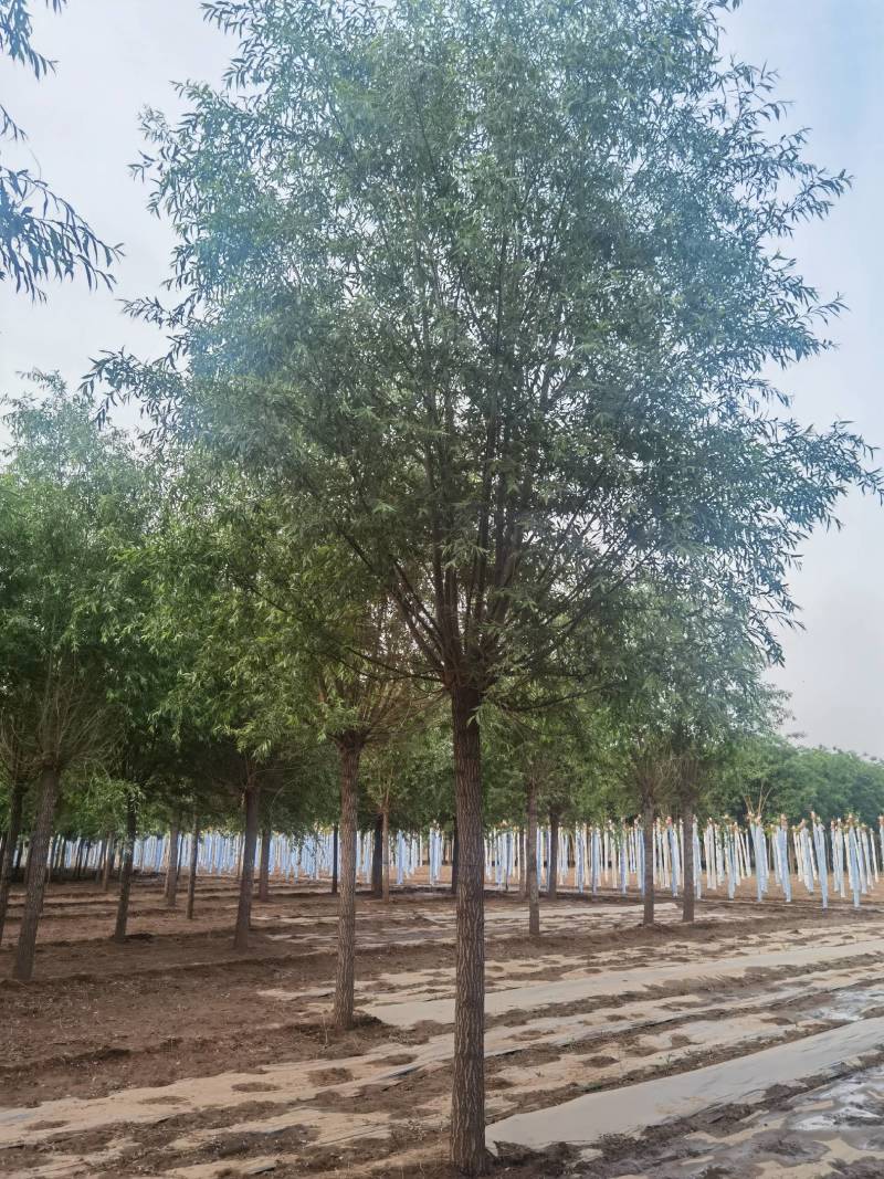 旱快柳11-20公分，大量出售精品旱柳，自家苗圃一手货源