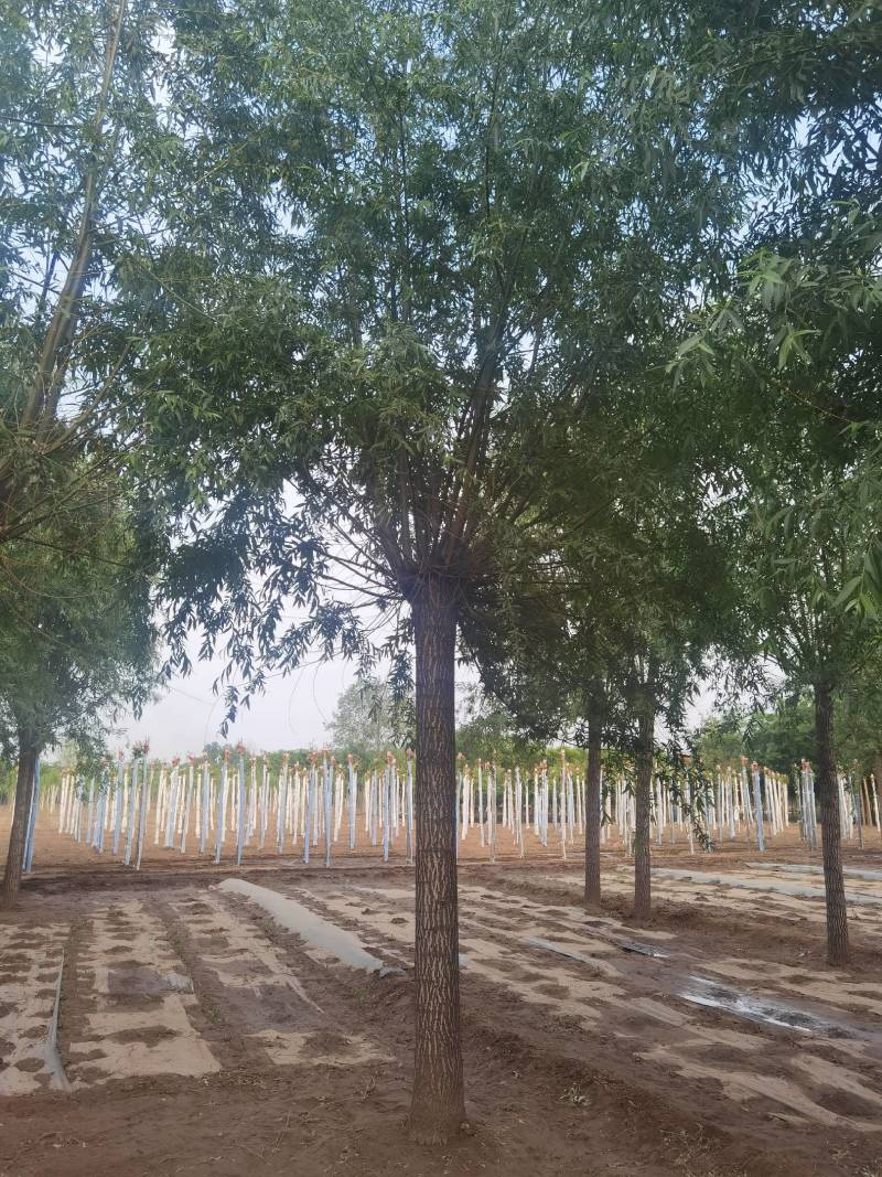 旱快柳11-20公分，大量出售精品旱柳，自家苗圃一手货源