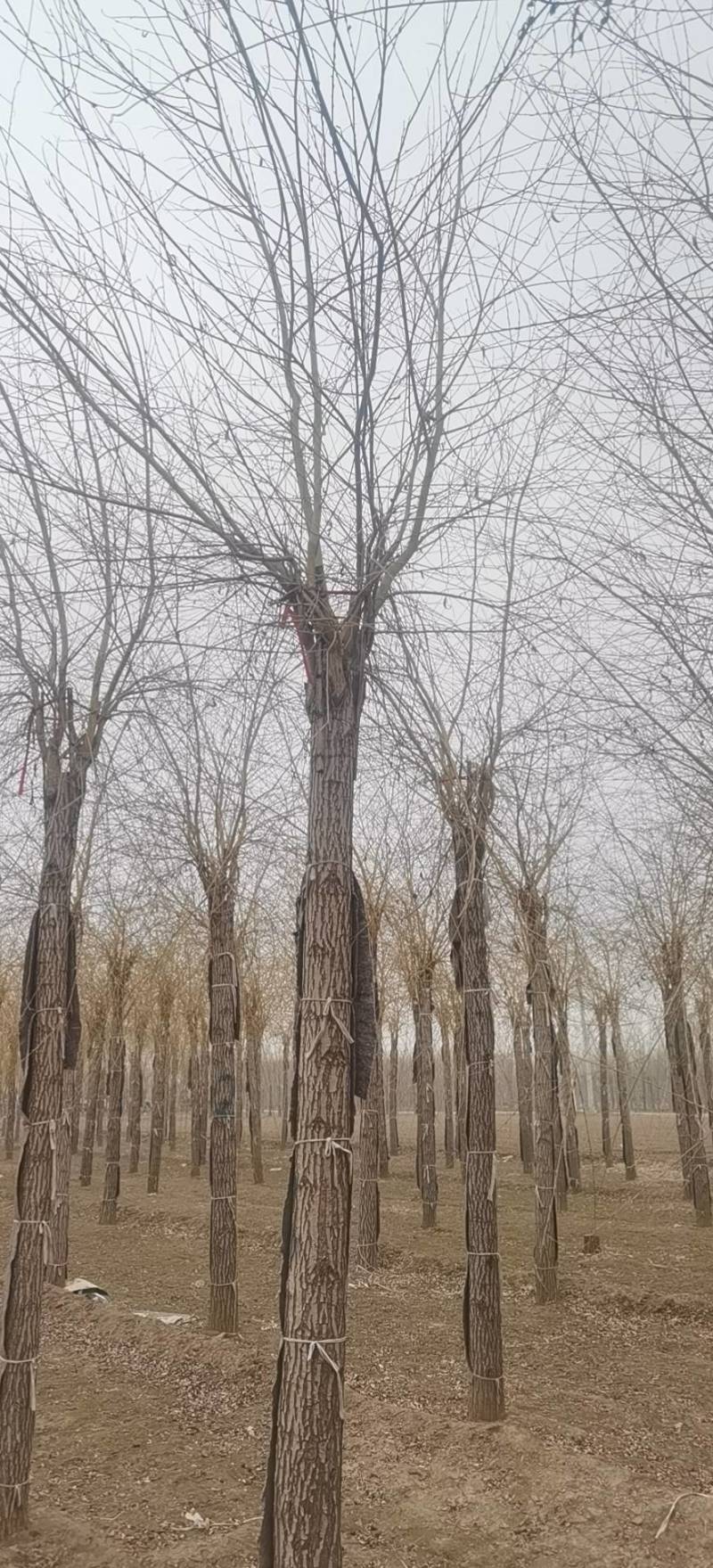 黄柳12-20公分，自家苗圃一手货源，品质好价格低