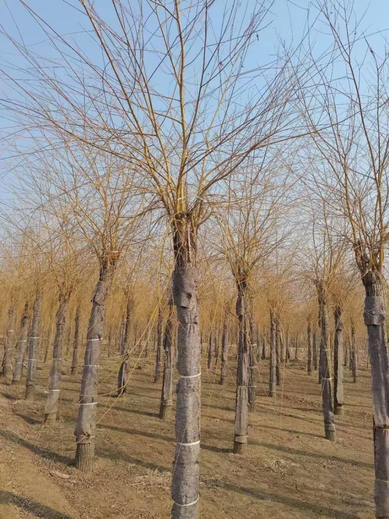 黄柳12-20公分，自家苗圃一手货源，品质好价格低