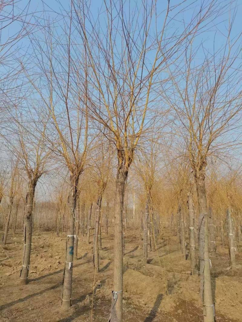 黄柳12-20公分，自家苗圃一手货源，品质好价格低