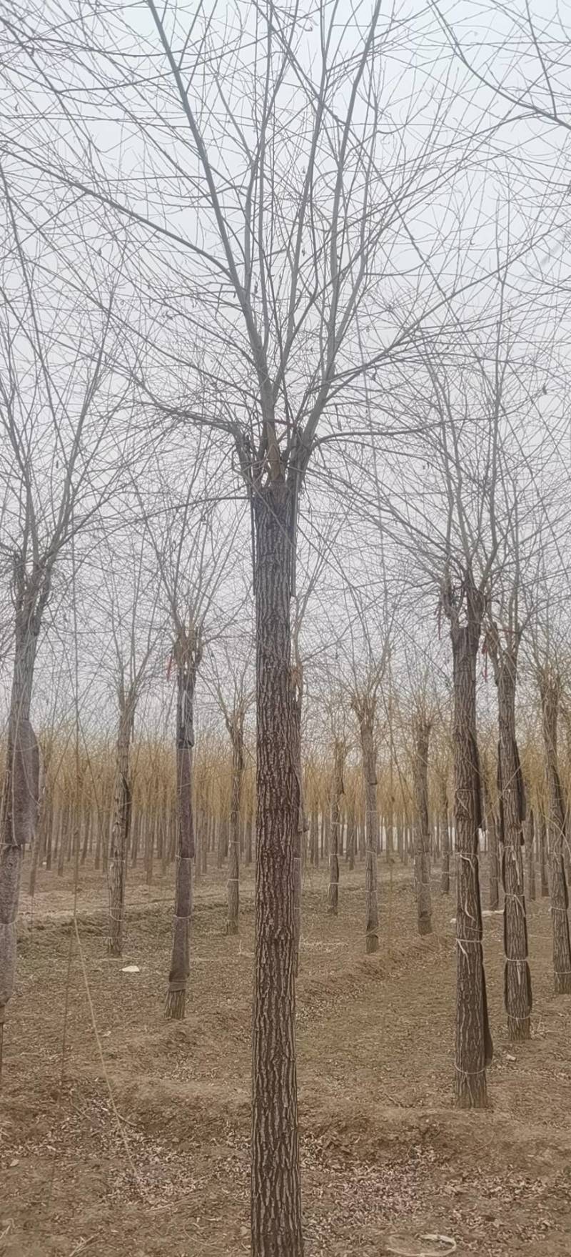黄柳12-20公分，自家苗圃一手货源，品质好价格低