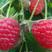 20-30公分高双季红树莓苗基地批发种苗