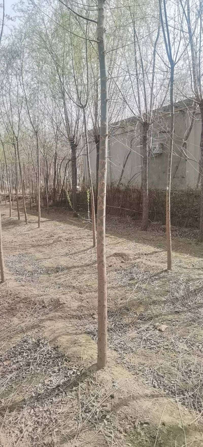 西湖垂柳2-25公分。自家苗圃一手货源，品质高价格低