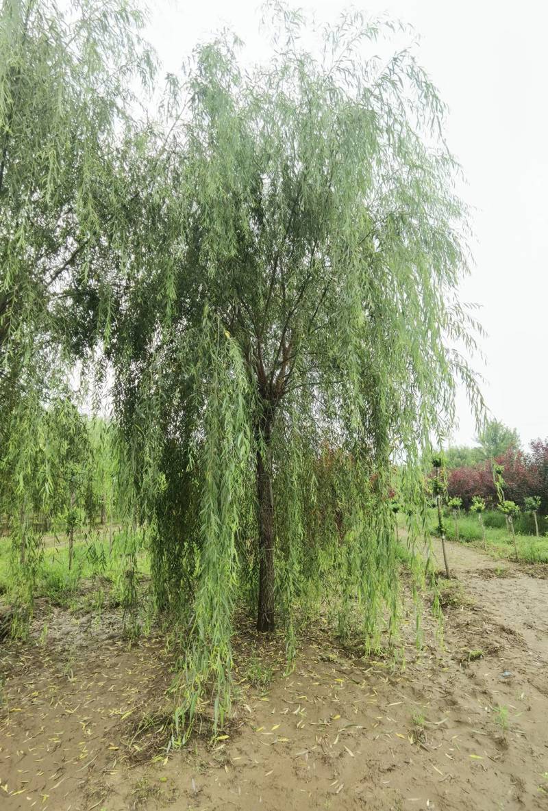 西湖垂柳2-25公分。自家苗圃一手货源，品质高价格低