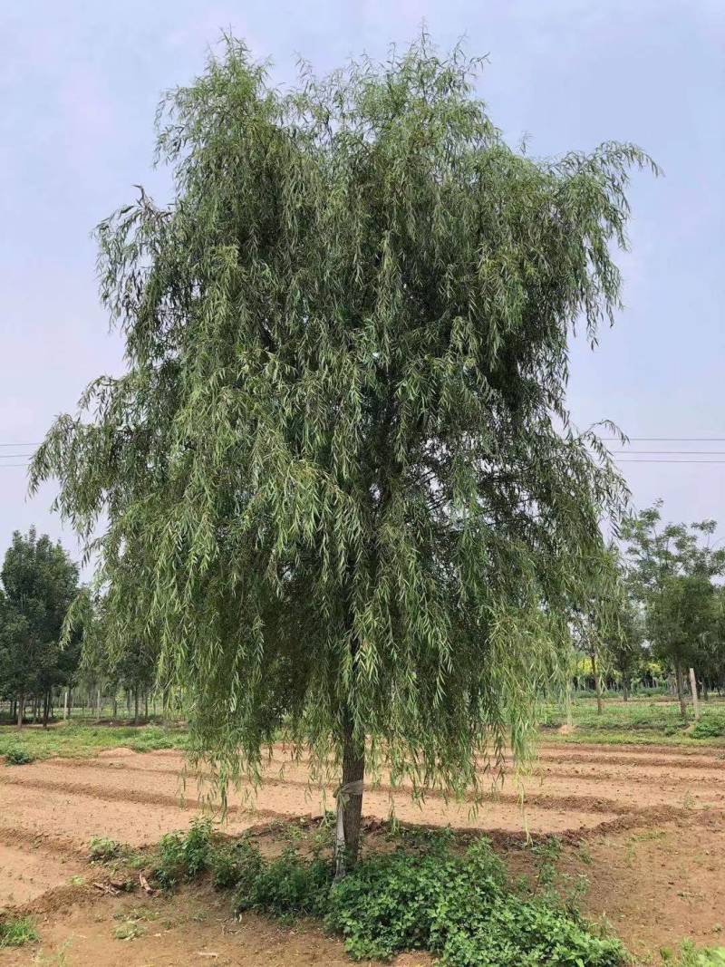 西湖垂柳2-25公分。自家苗圃一手货源，品质高价格低