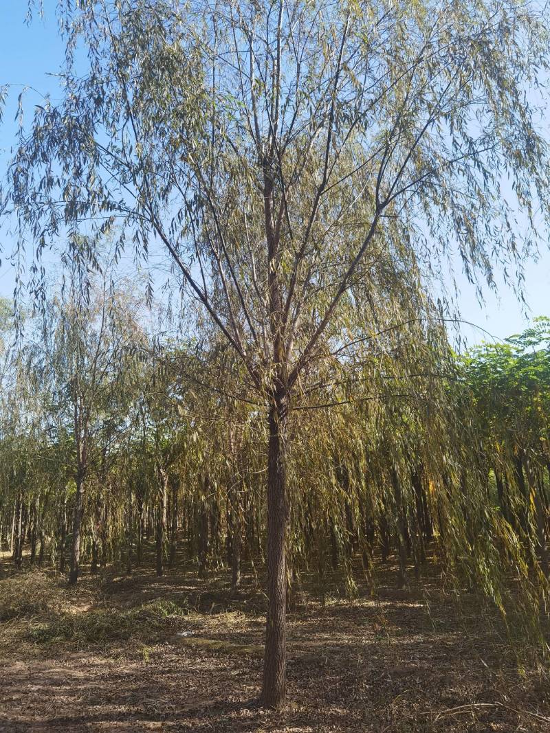西湖垂柳2-25公分。自家苗圃一手货源，品质高价格低