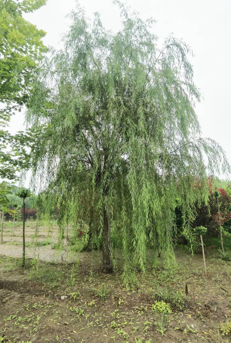 西湖垂柳2-25公分。自家苗圃一手货源，品质高价格低